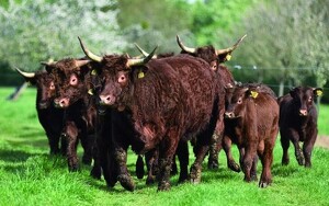 Titelbild zu Angebot 2420